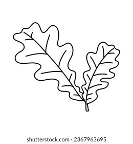 Sketch doodle drawing oak leaves, lace quercus leaf vector illustration isolated on white background