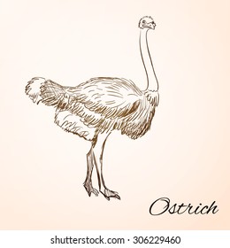 Sketch Doodle Drawing Ostrich, Excellent Vector Illustration, EPS 10