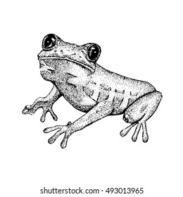 Sketch doodle frog 