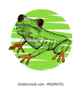 Sketch of doodle frog drawn by ink
