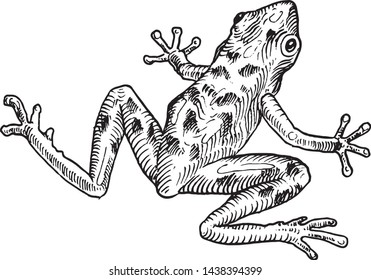 Sketch of doodle frog. Vector illustration. Hand drawing
