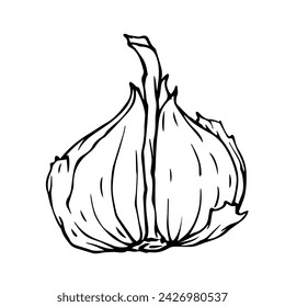 Sketch, doodle of garlic root vegetable. Vector graphics.