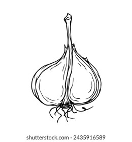 Sketch, doodle of garlic root vegetable. Vector graphics.