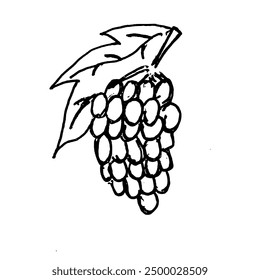 Sketch Doodle of Grape on white background. Doodle style. Vector illustration