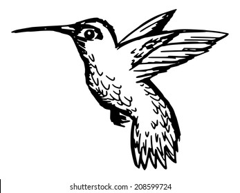 sketch, doodle, hand drawn illustration of hummingbird