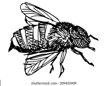 sketch, doodle, hand drawn illustration of bee