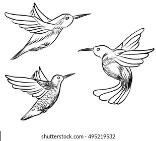 1000 Hummingbird Sketch Stock Images Photos Vectors Shutterstock