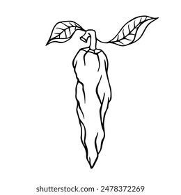 Sketch, doodle of a hot chili pepper. Vector graphics.