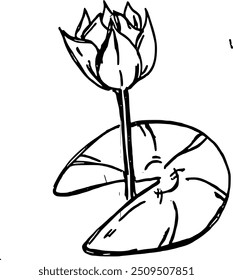 Esboço Doodle of Lotus no fundo branco. Estilo Doodle. Ilustração vetorial