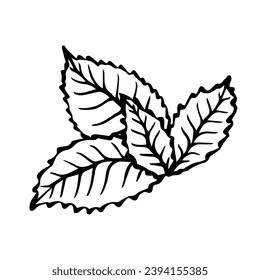 Sketch, doodle of mint leaves. Vector graphics.