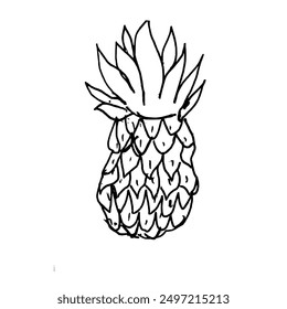 Sketch Doodle of Pineapple on white background. Doodle style. Vector illustration.