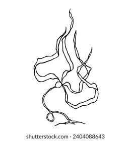 Sketch, doodle of sea grass, algae. Vector graphics.