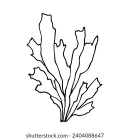 Sketch, doodle of sea grass, algae. Vector graphics.