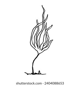 Sketch, doodle of sea grass, algae. Vector graphics.