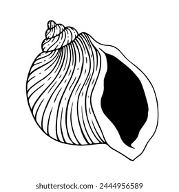 Skizze, Kritzel einer Muschel. Dekorative Schale. Vektorgrafik-Grafiken.