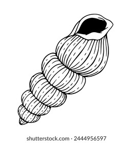 Sketch, doodle of a seashell. Decorative shell. Vector graphics.