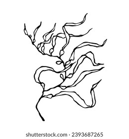 Sketch, doodle seaweed. Vector graphics.
