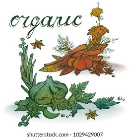 sketch of doodle spices of vegetable garlic, spices, greens, rosemary, herbs for kitchen, pickles and chef restaurant with bright watercolor stains and lines in vector