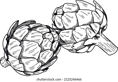Sketch drawing of the artichoke line. Vector illustration