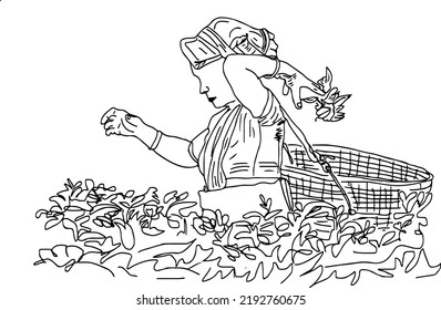 Sketch Drawing Of Assam Woman Picking Tea Leaf In Tea Garden, Tea-leaf Harvester Picks The Flush Of Tea Leaves Line Art Vector Illustration, Woman Of Bangal In Tea Farm Cartoon Clip Art