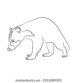 Sketch drawing of a Badger isolated on a white background. Vector illustration. 