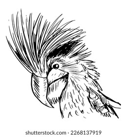 Sketch drawing  black palm cockatoo 