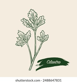 Sketch drawing of Cilantro, Coriander in retro style. Line drawing Cilantro. Drawing of Coriander engraving. 