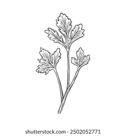 Sketch drawing of Cilantro, Coriander in retro style. Line drawing Cilantro. Drawing of Coriander engraving. 