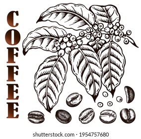 Skizze, die einen Kaffeebaum mit gerösteten Kaffeebohnen zeichnet, einzeln auf weißem Hintergrund. Doodle Blätter, Umriss Kaffee Zweig. Koffein, Vintage Blätter, tropisch, botanisch, Pflanzen, trinken. Vektorgrafik.