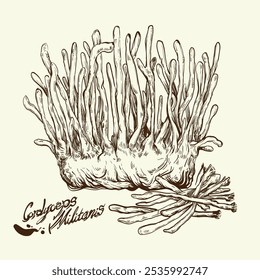 Sketch drawing of cordyceps militaris. CHONG CAO. DONG CHONG XIA CAO or cordyceps mushrooms.Vintage vector sketch.