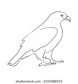 Sketch drawing of a Eagle isolated on a white background. Vector illustration. 
