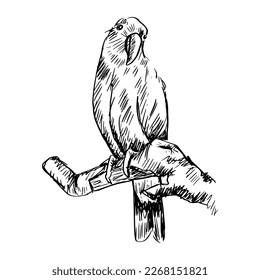 Sketch drawing of Eclectus Parrots 