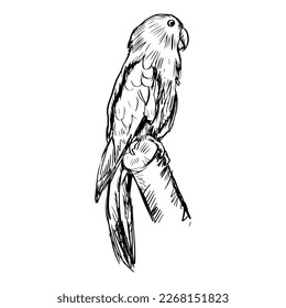 Sketch drawing of Eclectus Parrots 