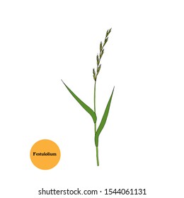 Sketch drawing of Festulolium grass sprig, plant used for forage, hay, silage, fodder for livestock - cows, goats, sheep, horses, birds and rabbits