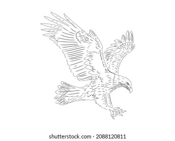 sketch drawing of flying eagle vector illustrations
