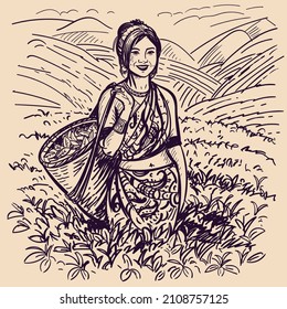 Sketch drawing of a girl tea picker on a plantation. Tea bush, plantation , Indian woman, Indonesian woman, hand drawing. The picture shows harvesting