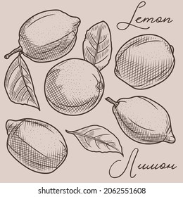 Un boceto de un dibujo de un limón. Ilustración vectorial de un limón. Frutas y hojas de limón. Dibujar con mano de limón.