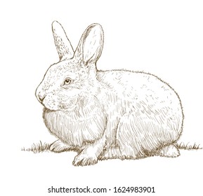Sketch drawing of a little rabbit on white. Hand-drawn illustration of adorable sitting bunny