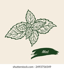 Dibujo de boceto de menta, menta en estilo retro. Dibujo lineal de menta. Dibujo de grabado de menta. 