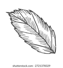 Sketch drawing of mint, mint in retro style. Linear drawing of mint. Drawing of mint engraving.