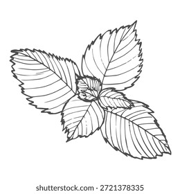 Dibujo del bosquejo de la menta, menta en estilo retro. Dibujo lineal de menta. Dibujo de grabado de menta.