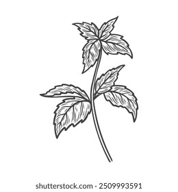 Sketch drawing of mint. Drawing of mint in the style of line drawing. 