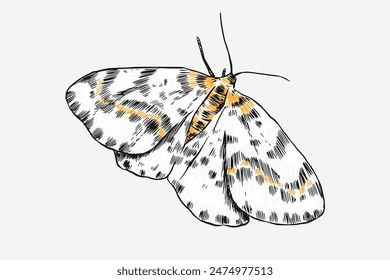 sketch drawing moth, butterfly. Isolated background, Vector illustration.