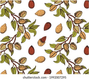 Sketch drawing pattern of colorful almond nut tree isolated on white background. Outline hand  drawn almond nuts in shell on branch, nutshell, leaves, botany . Organic vegan snack. Vector illustration
