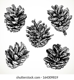 Sketch drawing pine cones on white background