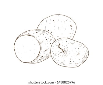 Sweet Potato Hand Drawn Vector Illustration Stock Vector (Royalty Free ...