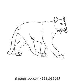 Sketch drawing of a Puma isolated on a white background. Vector illustration. 