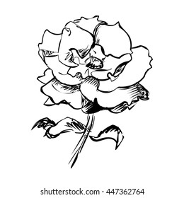 Sketch drawing. rose 