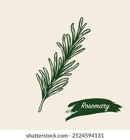 Sketch drawing of a rosemary branch. Rosemary branch in the style of line drawing. 