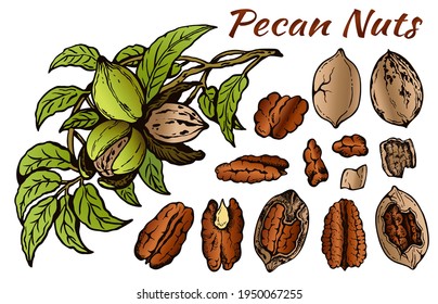 Sketch drawing set of colorful pecan nuts isolated on white background. Line art brown nut in shell, outline walnut, snack, botanical, tree, green leaves. Vector illustration.